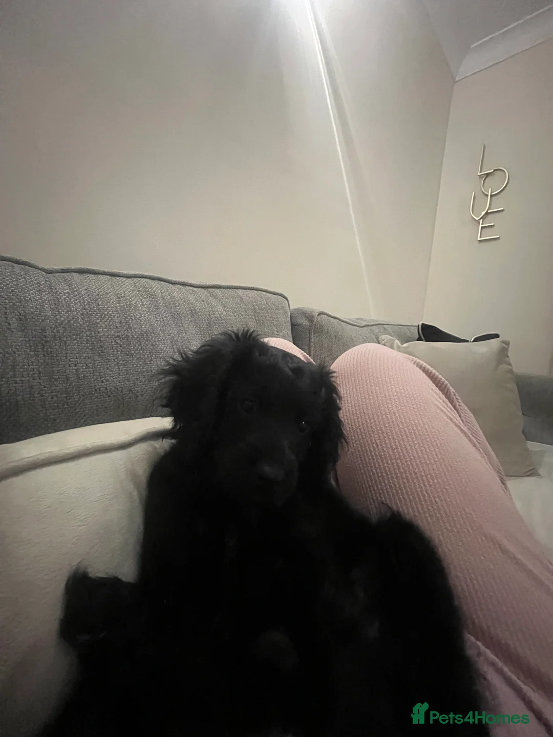 Mixed Breed dogs for sale: Gorgeous cavapoo puppy  - Advert 2