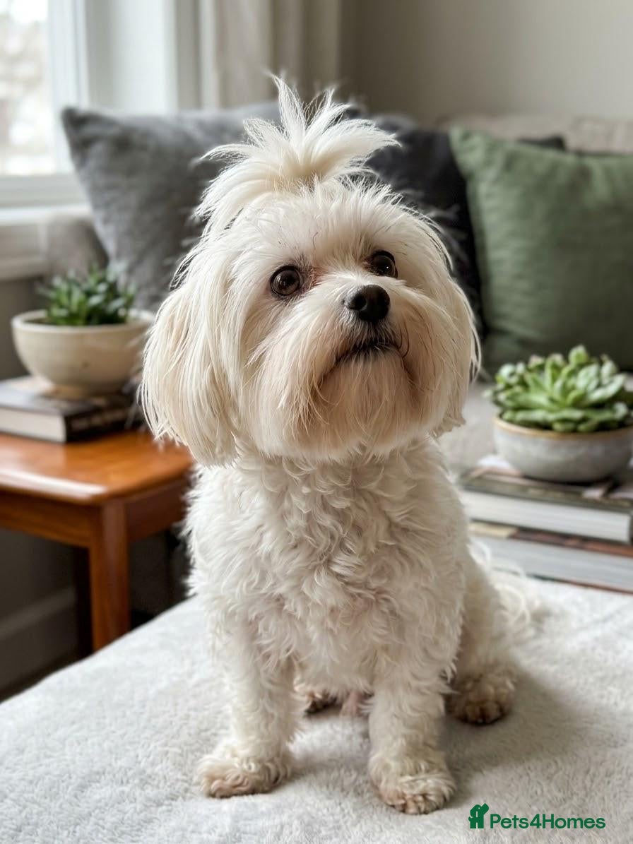 Maltipoo dogs for sale: Lovely F1 Maltipoos - Advert 1