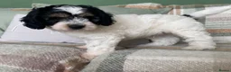 Cockapoo dogs for sale: READY - 1 BOY left 🐶Cockapoos🐶 parents tested  - Advert 6