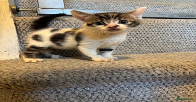 Mixed Breed cats - Advert 13