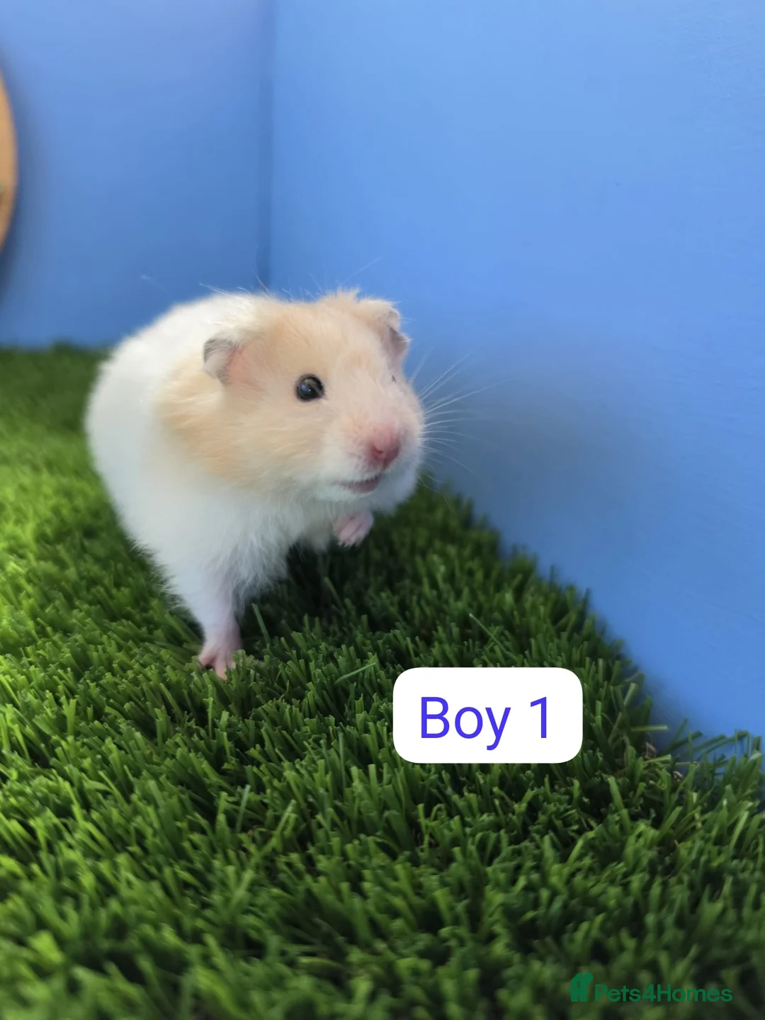 Hamster rodents for sale: Baby Syrian Hamsters Boys Girls Males Females  - Advert 2