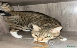 Bengal cats for sale: Bengal boy  - Image 7