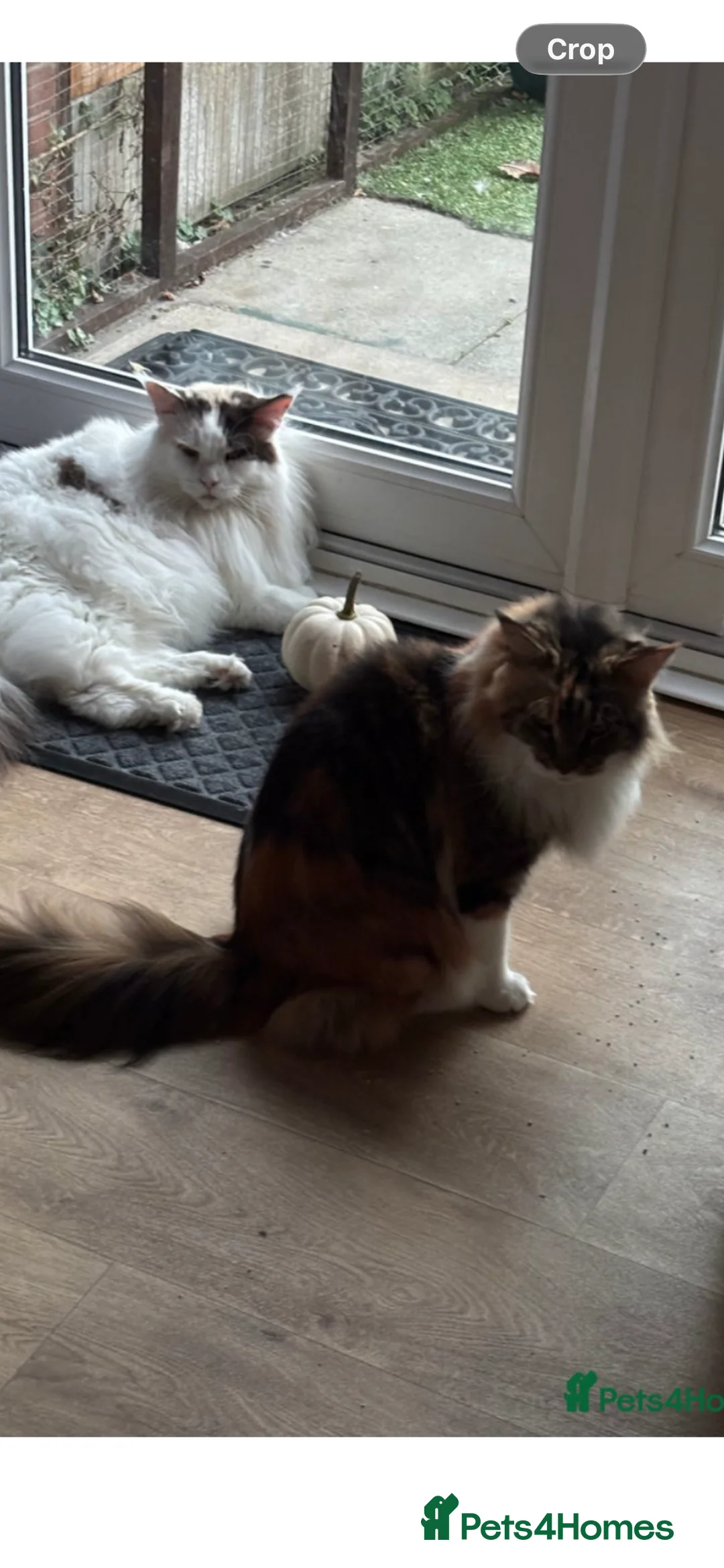 Maine Coon cats for sale: mother and daughter maine coons - Advert 2