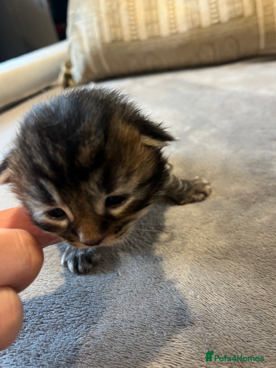 Mixed Breed cats for sale: Maine Coon Mix  - Advert 10