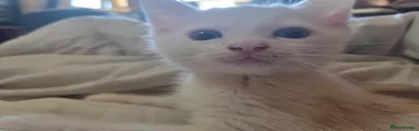 Turkish Angora 2
