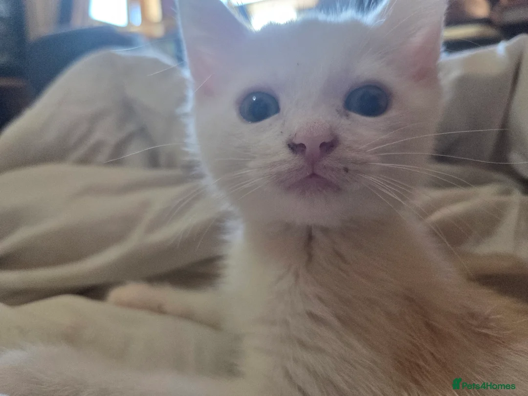 Turkish Angora cats for sale: White Turkish Angora Kittens - Advert 2
