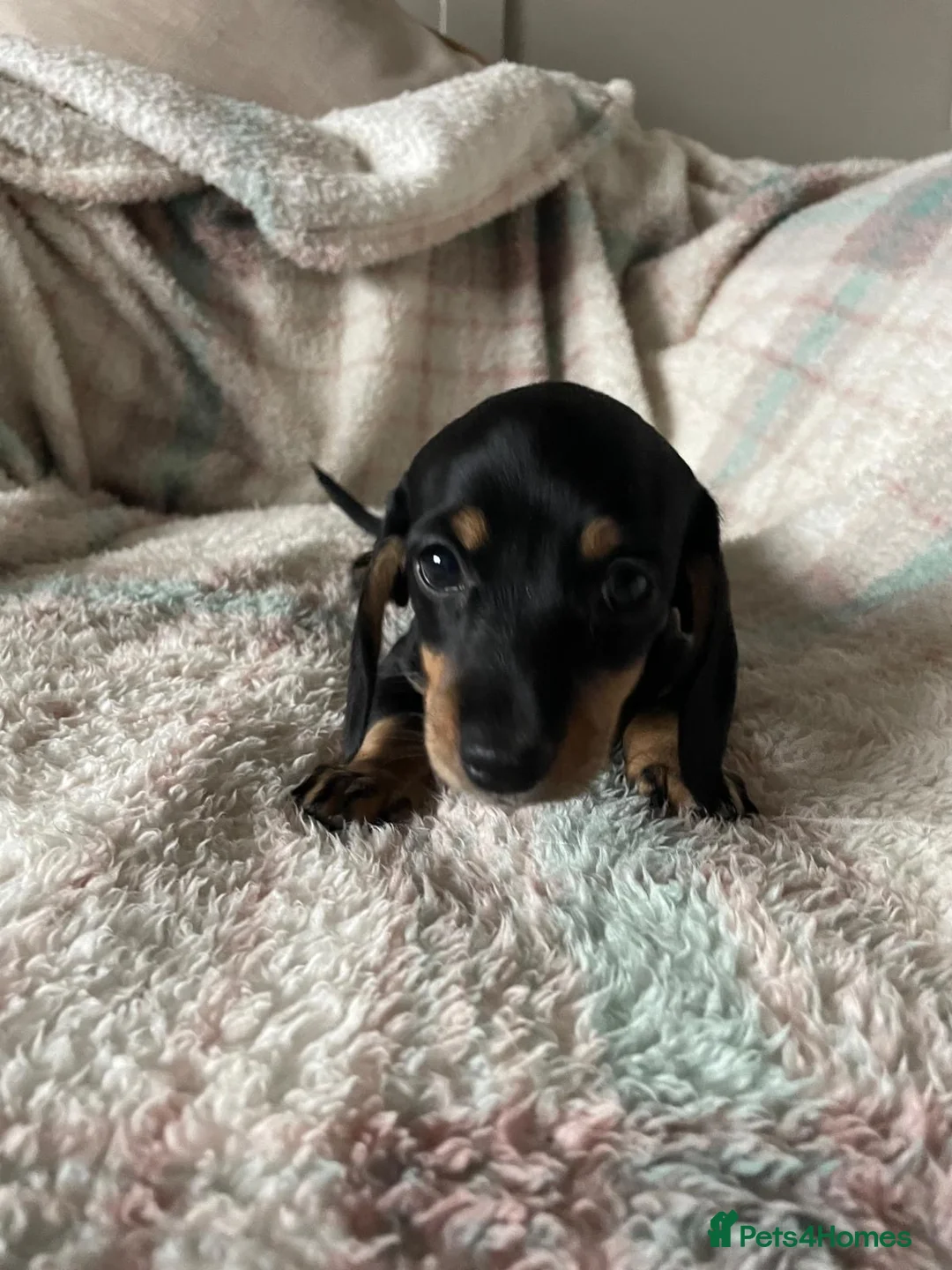 Dachshund dogs for sale: Adorable blk and tan dachshund puppies  - Advert 5