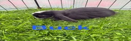 Mini Lop rabbits for sale: Mini lop rabbits looking for new home  - Advert 8
