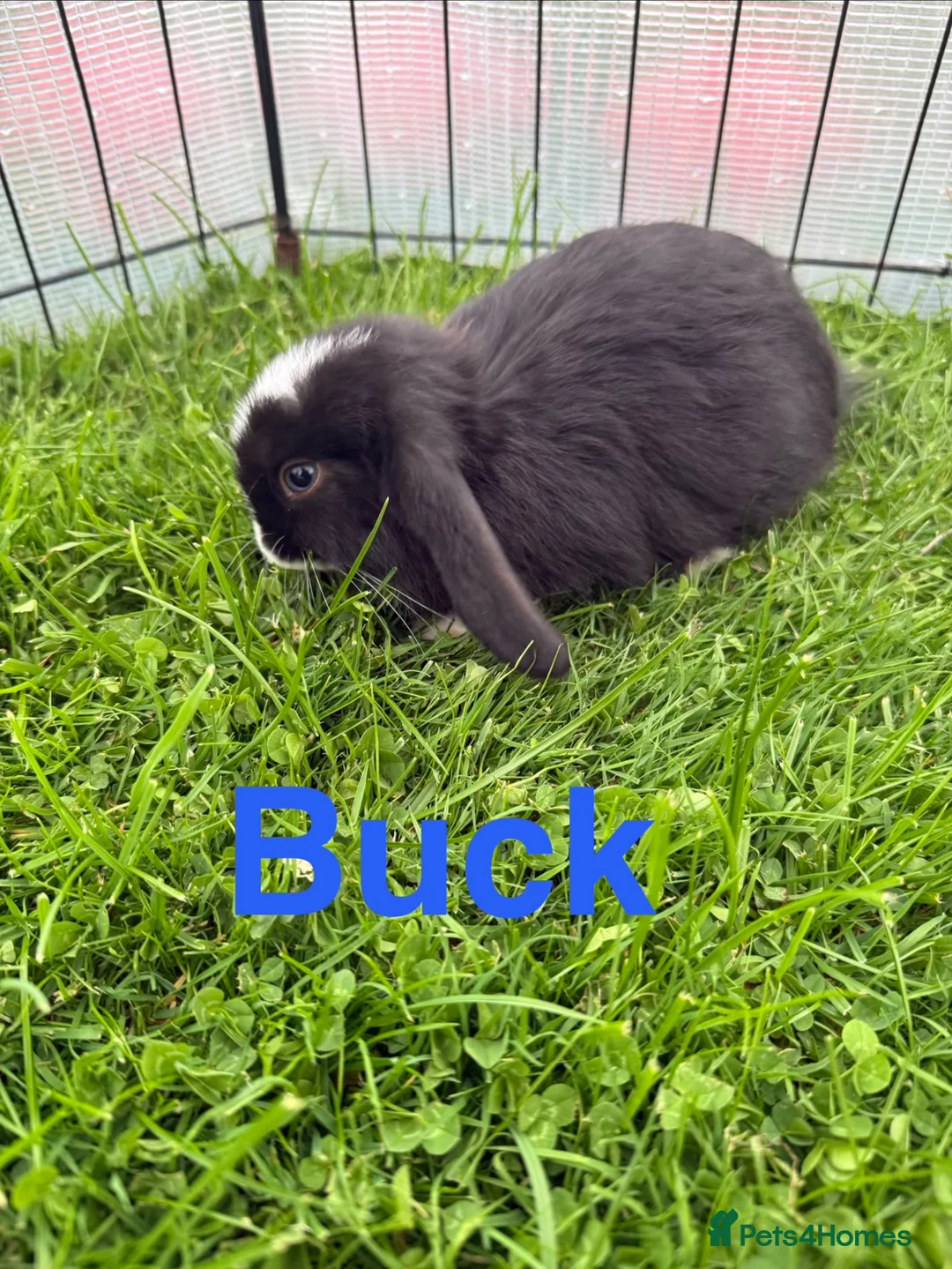 Mini Lop rabbits for sale: Mini lop rabbits looking for new home  - Advert 8