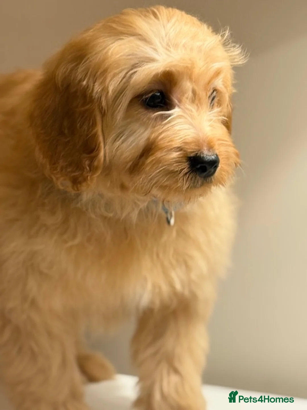 Cavapoo dogs for sale: Roll the cavapoo - Advert 15