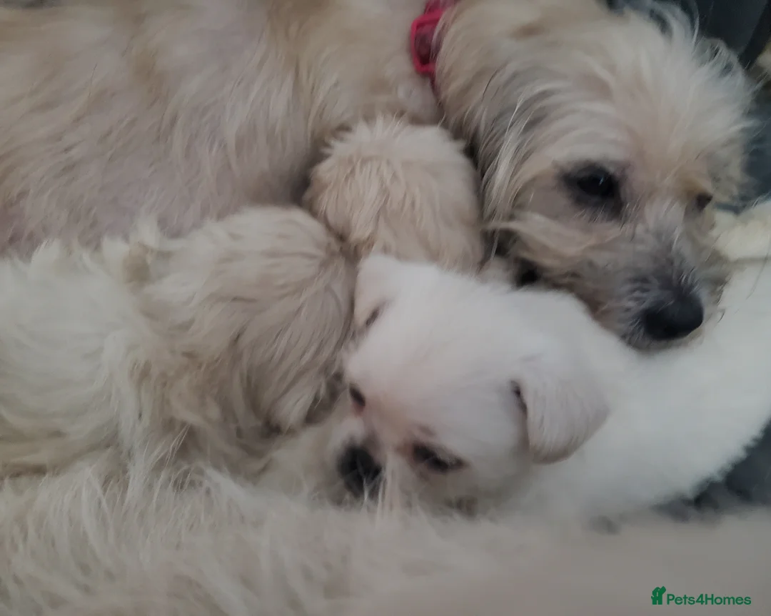 Mixed Breed dogs for sale: Shih tzu cross Pug puppies - Advert 14