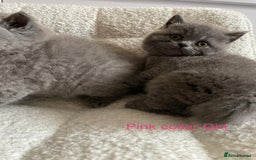 British Shorthair cats for sale: 4 purebred British shorthair kittens  - Image 5