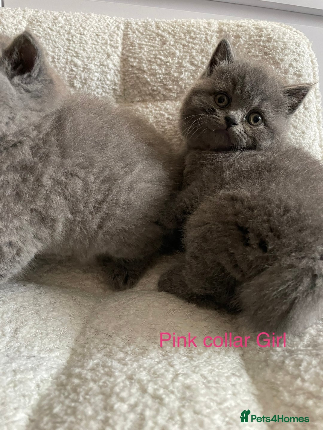 British Shorthair cats for sale: 4 purebred British shorthair kittens  - Image 5