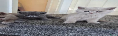 British Shorthair 3