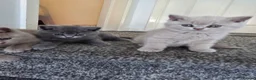 British Shorthair cats for sale: British shorthair kittens  - Advert 25