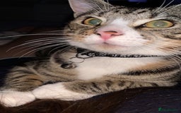 British Shorthair cats for sale: Milo  - Image 5