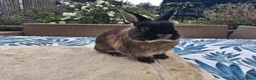 Netherland Dwarf rabbits for sale: Neutered Male Netherland Dwarf 1 year old - Wilf - Advert 5