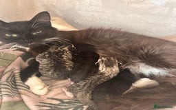 Domestic Shorthair cats for sale: Domestic short/long hair kittens - Image 4