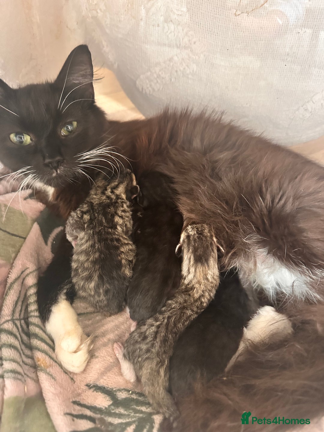 Domestic Shorthair cats for sale: Domestic short/long hair kittens - Image 4