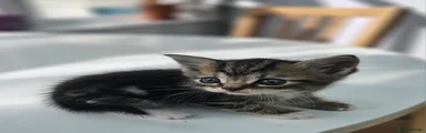 Kitten 1