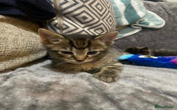 Mixed Breed cats for sale: Kittens looking for their forever homes  - Advert 3