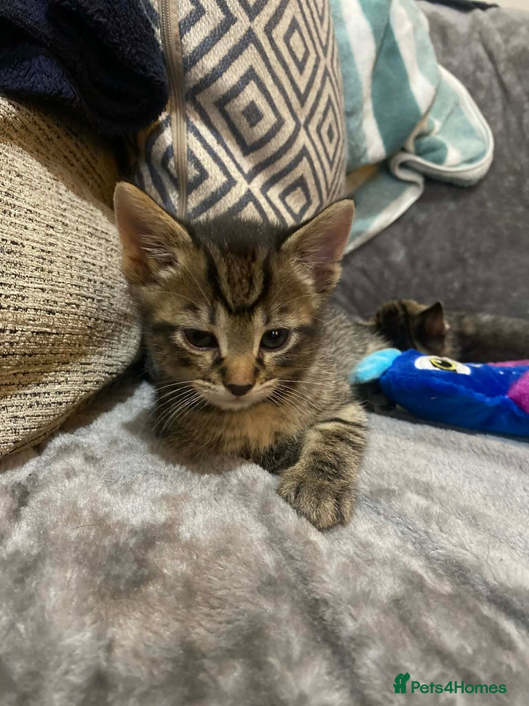 Mixed Breed cats for sale: Kittens looking for their forever homes  - Advert 3