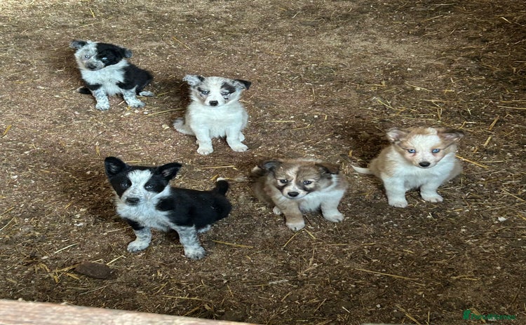 Border Collie dogs - Advert 1
