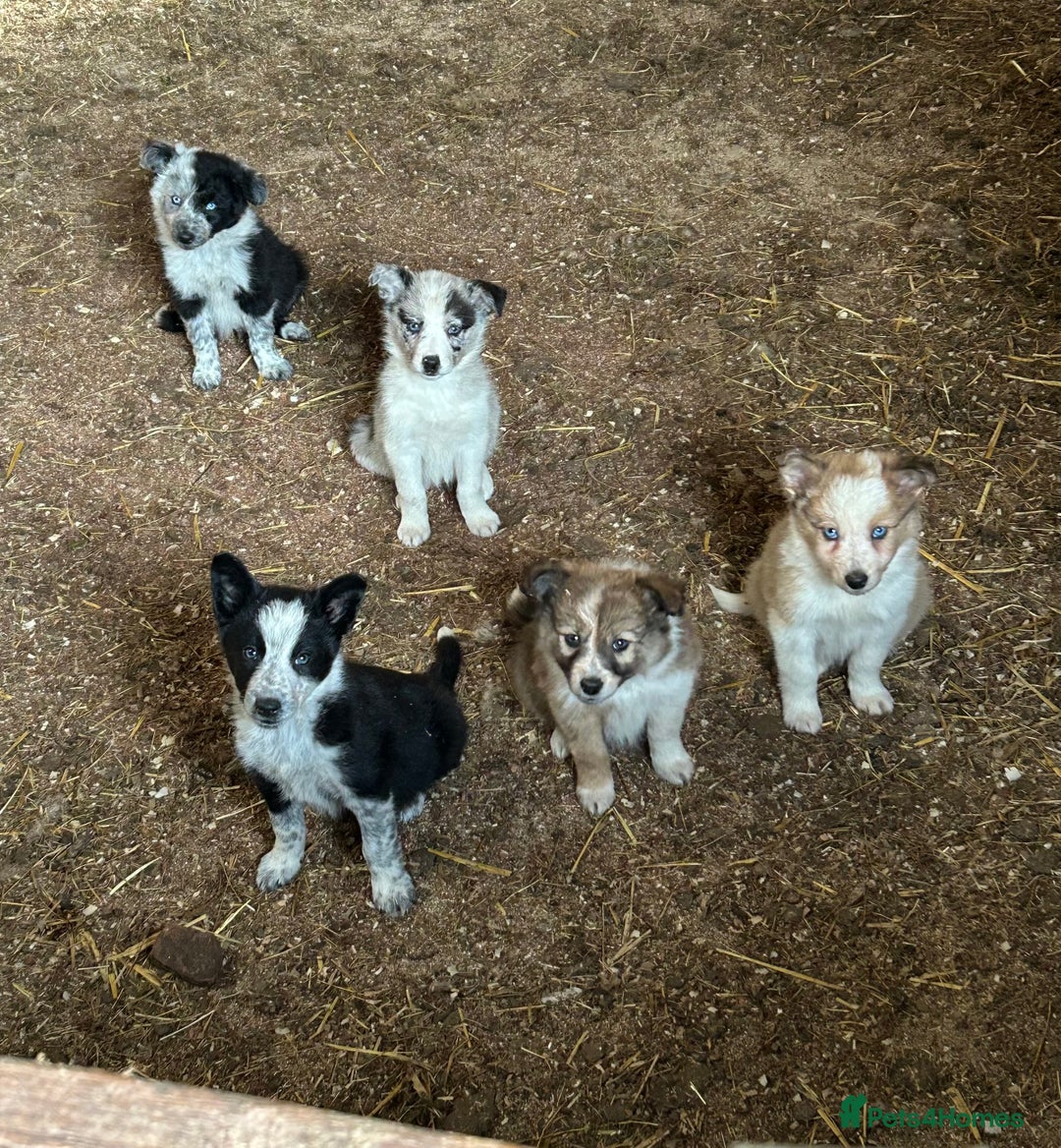Border Collie dogs for sale: A beautiful mixed litter of border collies  - Image 1