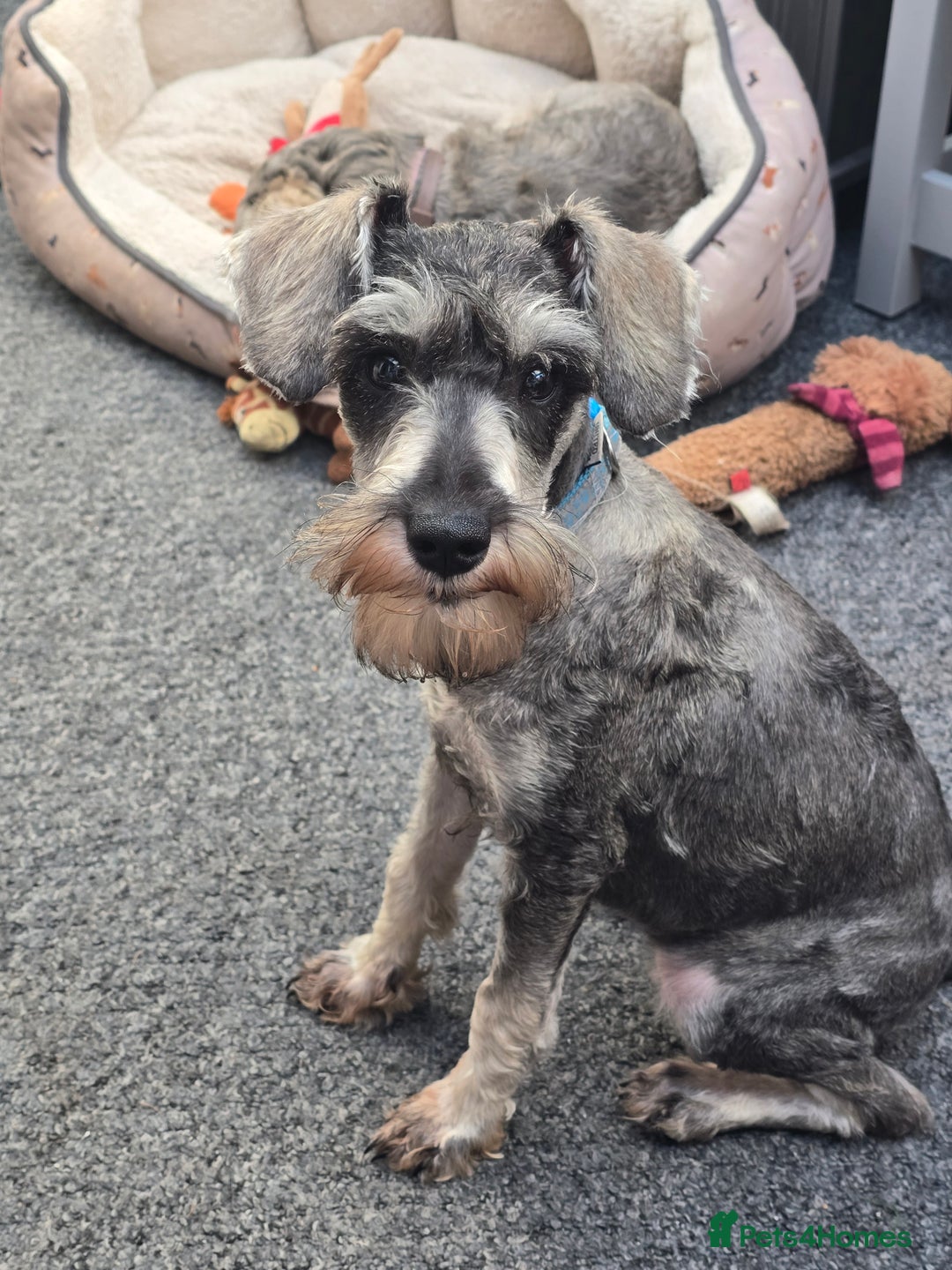 Miniature Schnauzer dogs for sale: Sweet boy - Advert 2