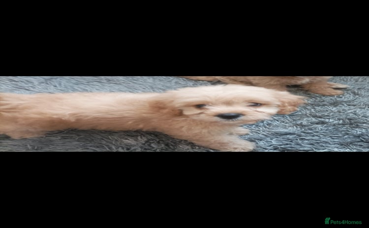 Cavapoo dogs - Advert 4