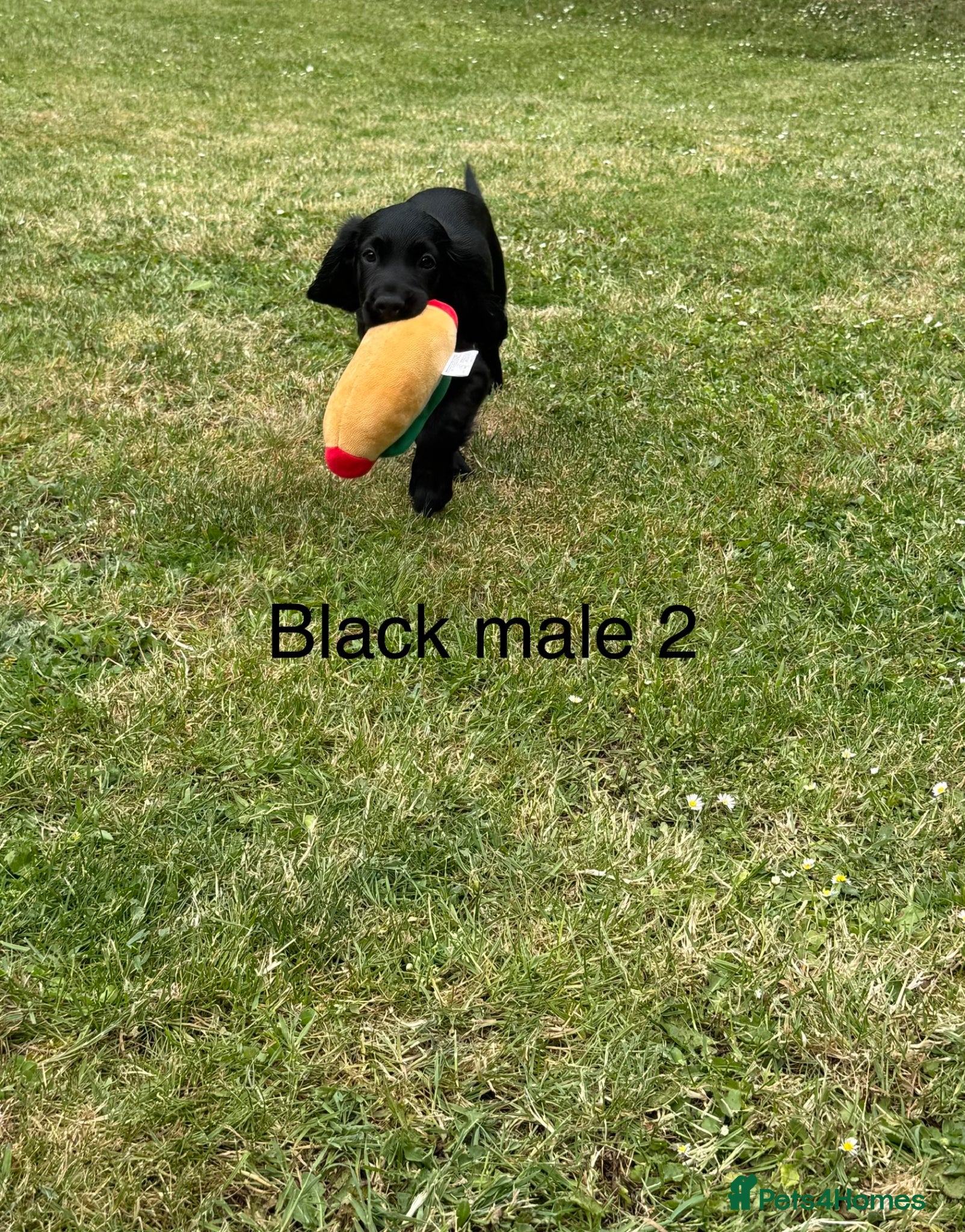 Cocker Spaniel dogs for sale: Beautiful cocker spaniel puppies *3 left* - Advert 13