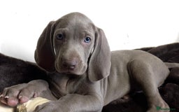 Weimaraner dogs for sale: Stunning Weimaraner pups (KC Registered pedigree)  - Image 25