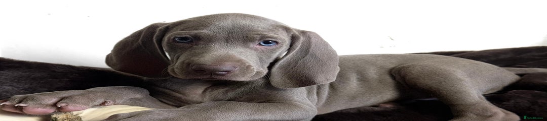 Weimaraner Puppy 2