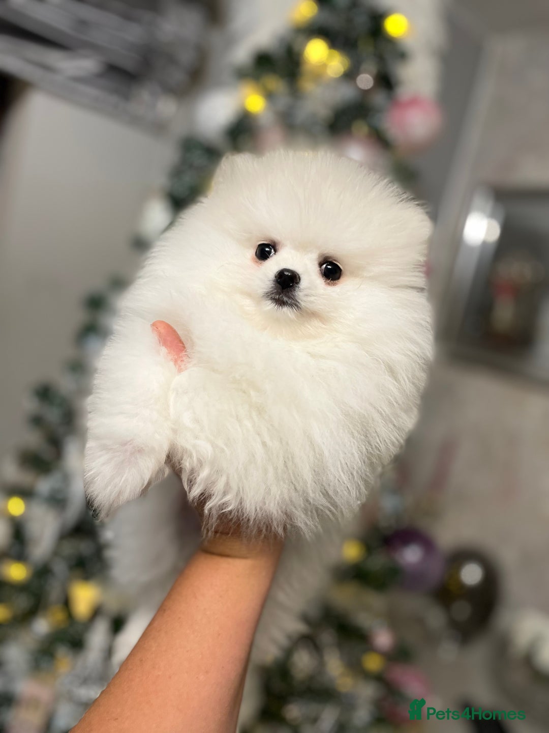 Pomeranian dogs for stud: Top Champion Lines KC White Pomeranian! - Image 8