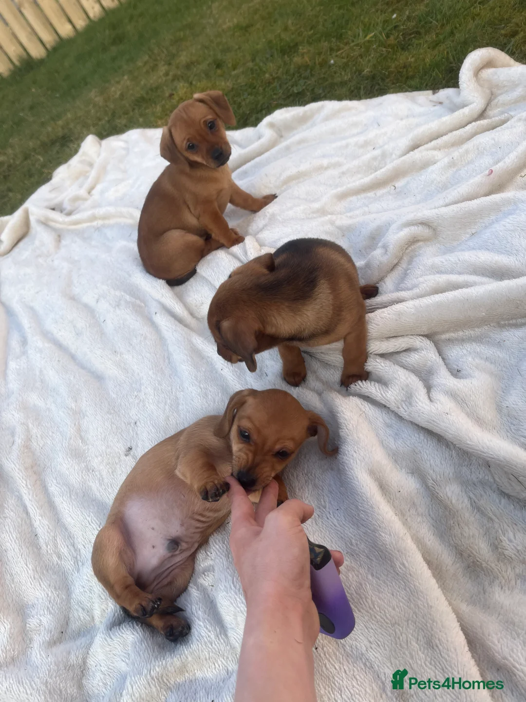 Miniature Dachshund dogs for sale: Mini dashhounds  in Bathgate - Advert 2