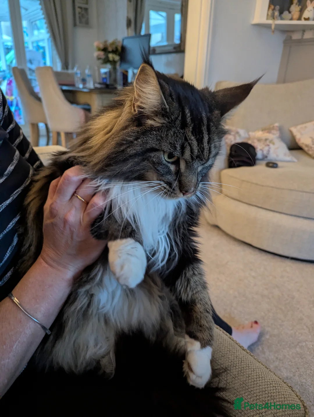 Maine Coon cats for sale: Maincoon, male - Advert 2