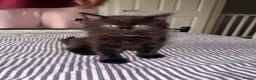 Mixed Breed cats for sale: 5 kittens for sale. in Wolverhampton - Advert 8
