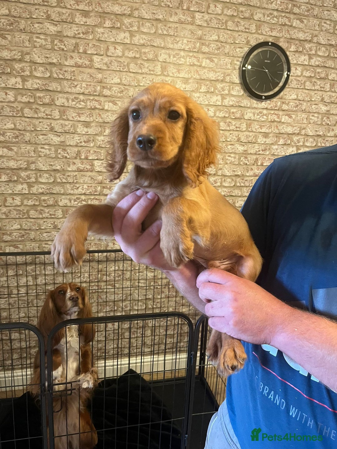 Cocker Spaniel dogs for sale: Fox red cocker spaniel pups  - Image 3