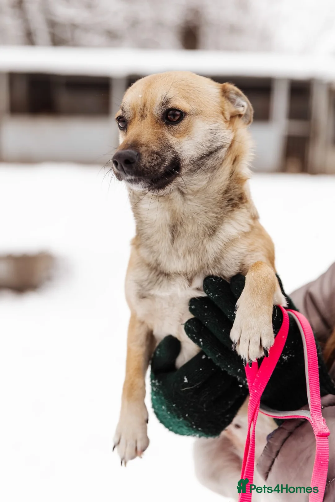 Mixed Breed dogs for adoption: ❤️LEESA❤️ small in size, big in heart young girl - Advert 4