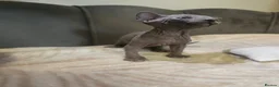 Sphynx cats for sale: Canadian Sphynx Kittens - Advert 4