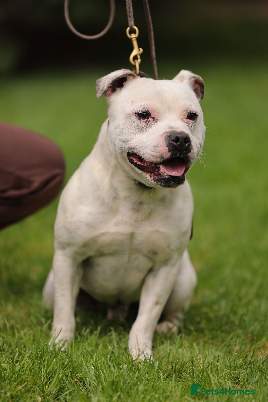 Staffordshire Bull Terrier dogs 🏆 KAIak – StaffValor | STUD DOG - Advert 2