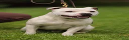 Staffordshire Bull Terrier dogs for stud: 🏆 KAIak – StaffValor | STUD DOG - Advert 2