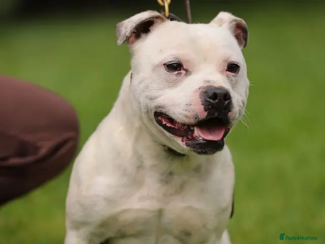 Staffordshire Bull Terrier dogs for stud: 🏆 KAIak – StaffValor | STUD DOG - Advert 1