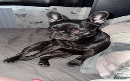 French Bulldog dogs for sale: Luna the Frenchie *FREE* - Image 14