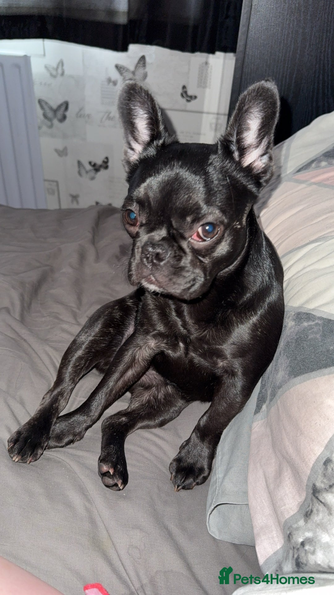French Bulldog dogs for sale: Luna the Frenchie *FREE* - Image 14