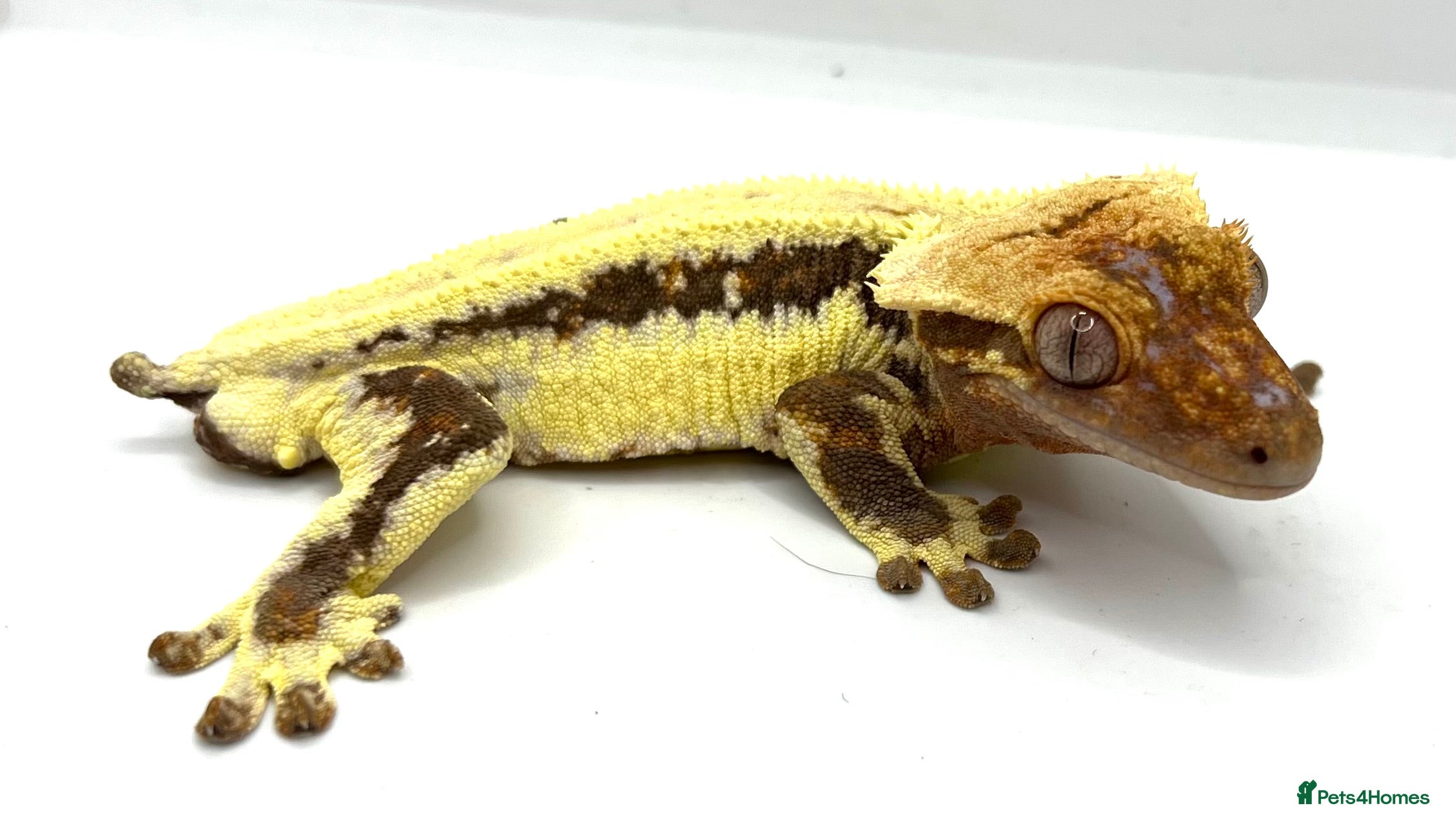 Gecko reptiles Male Lily white  - Advert 1