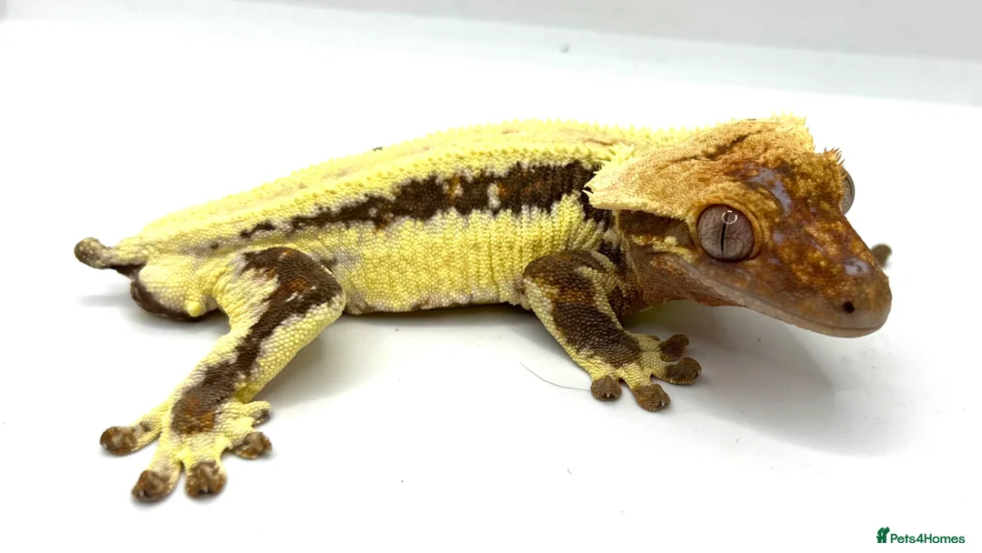 Gecko reptiles for sale: Male Lily white  - Advert 1
