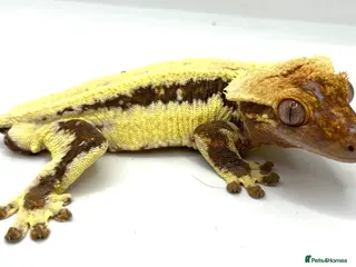 Gecko reptiles Male Lily white - Advert 1