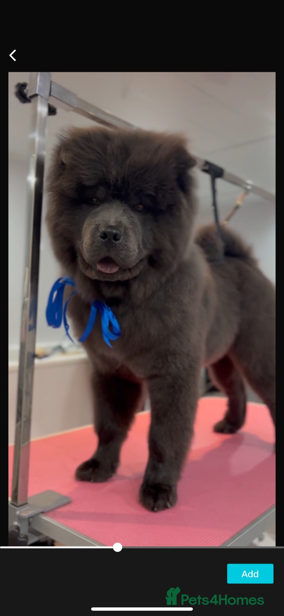 Chow Chow dogs 2 year old blue male chow chow  - Advert 8