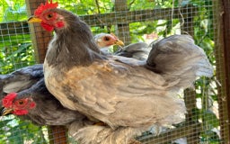 Cockatiels birds for sale: PEKIN BANTAM COCKERELS X2 - Image 1